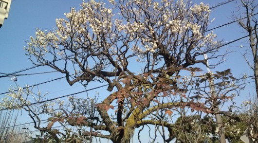 20110313085027